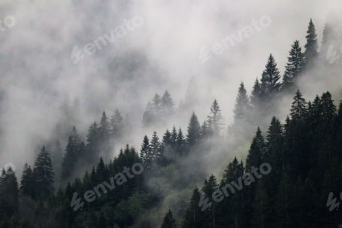 Preview: Beautiful shot of spruce treetops in misty weather