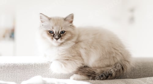 Preview: White ragdoll puppy on the sofa