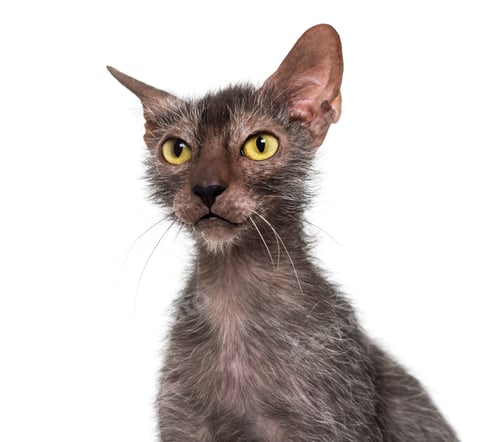 Preview: Lykoi cat, also called the Werewolf cat against white background