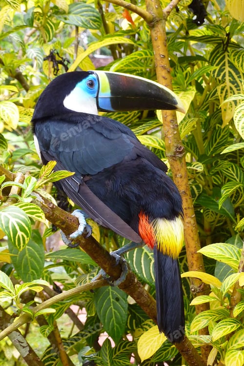 Preview: Toucan in the jungle amazonian in peru with trees at the background