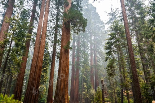 Preview: Giant Sequoia forest covered in smoke