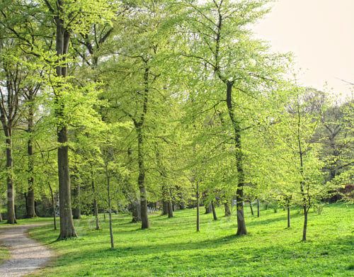 Preview: The forest in early spring