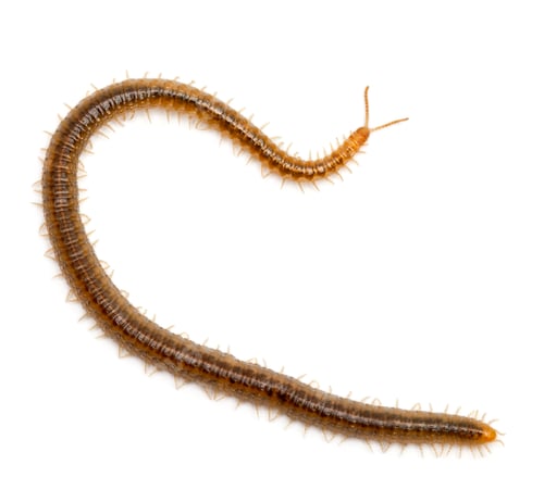 Preview: Centipede in front of white background