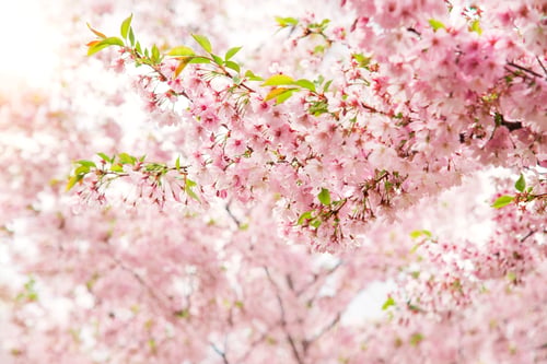 Preview: Beautiful nature scene with blossoming tree and sunlight.
