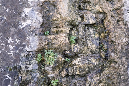 Preview: Old Bumpy Abstract Texture Of A Stone Wet Surface Of An Ancient Wall For A Background