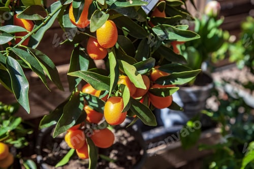 Preview: selective focus of branches with kumquats and green leaves
