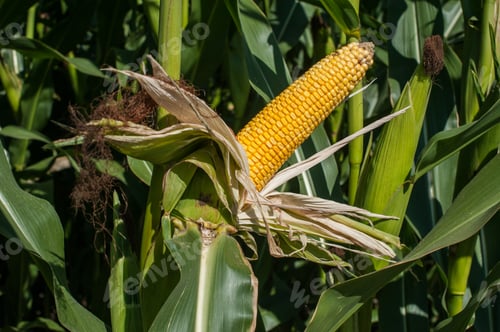 Preview: fresh yellow corn cob surrounded with green leaves in dark blurry background