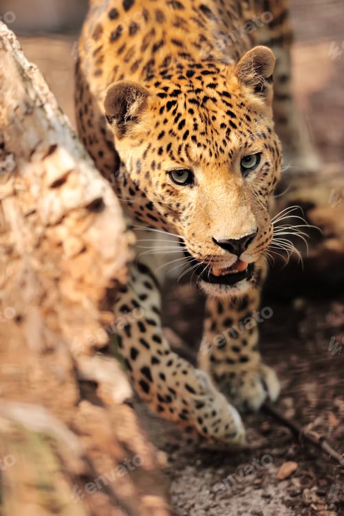 Preview: Leopard