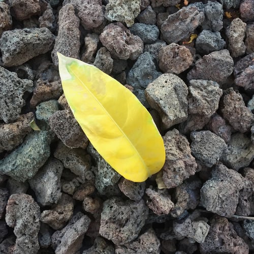 Preview: Leaf