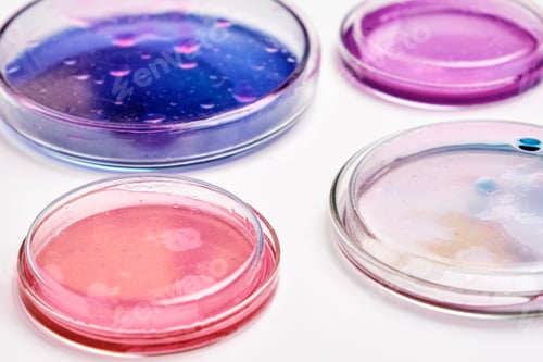 Preview: Pink, blue and transparent agar media in Petri dishes for grafting bacteria