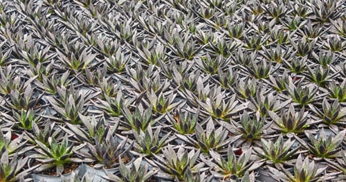 Preview: small succulent plants background