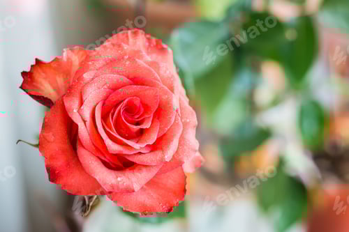 Preview: Fresh red rose bud in water drops on a blurred background of green leaves. Floral lifestyle