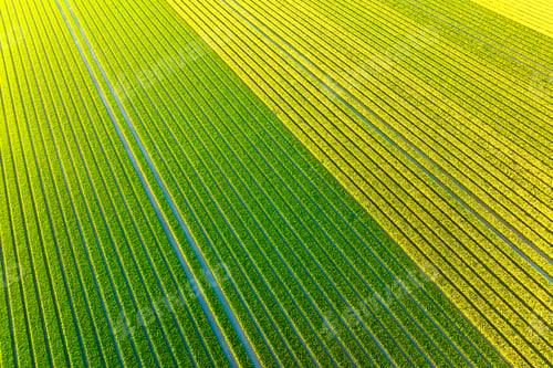 Preview: Drone view of a field of tulips. Landscape from the air in the Netherlands. Rows on the field.