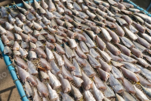 Preview: Row of salted fresh fish drying in local market. Fresh food for cooking or sale. Fishery industry.