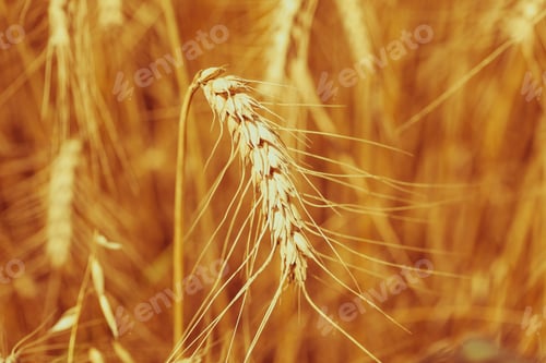 Preview: Ripe Cereal field