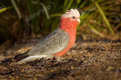 Preview: bird, cockatoo galah, parrot, pet