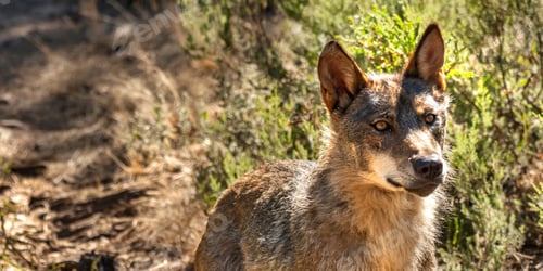 Preview: Iberian Wolf, Zamora, Spain