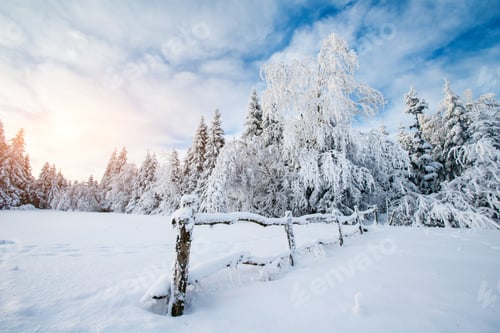 Preview: winter landscape trees in frost