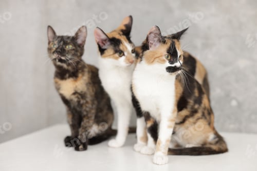 Preview: Cute calico cats on light surface indoors