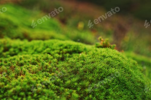 Preview: Amazing close up green moss background of beauty forest.