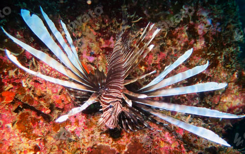 Preview: Picturesque underwater world, fish underwater photo