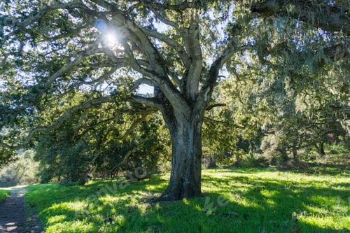 Preview: Large oak tree