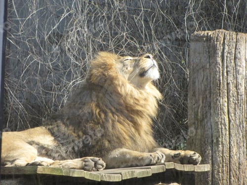 Preview: lion in Dortmund zoo