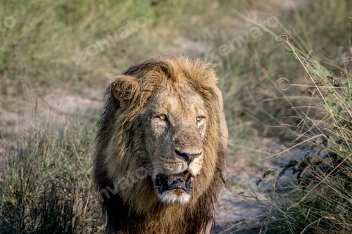 Preview: Big male Lion walking towards the camera.