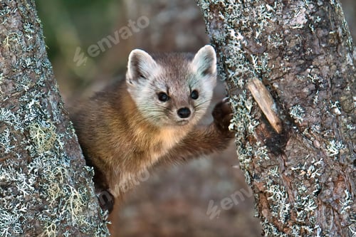 Preview: Cute Newfoundland pine marten on a tree against a blurred background