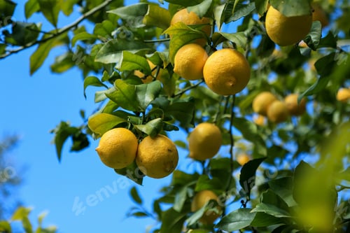 Preview: Yellow ripe lemons is hanging on the branch on blue sky
