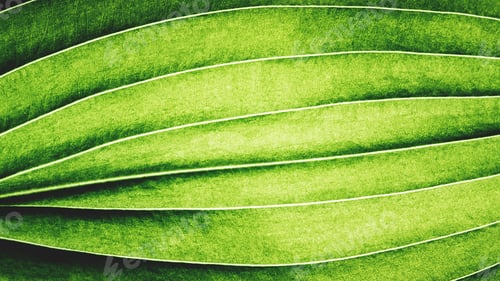 Preview: Extreme close up texture of leaf veins