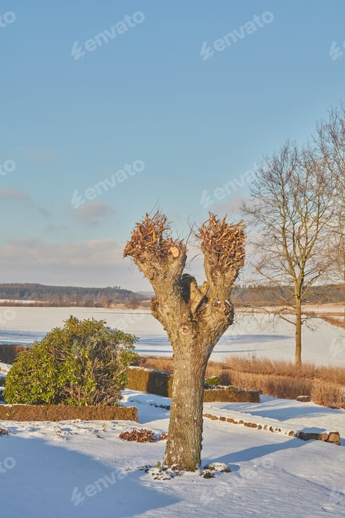 Preview: Wintertime - countryside in Denmark. Winter landscape on a sunny day with blue sky.
