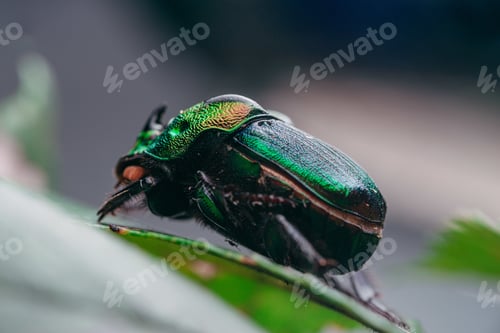 Preview: Selective focus shot of a rainbow scarab beetle