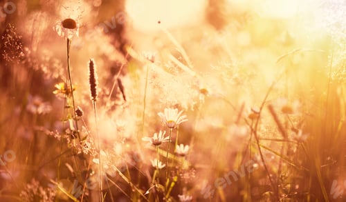 Preview: Summer meadow in the sunset