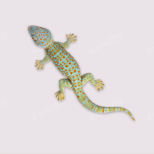 Preview: Studio shot of a tokay gecko isolated on colored background