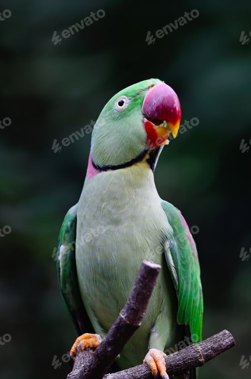 Preview: male Alexandrine Parakeet