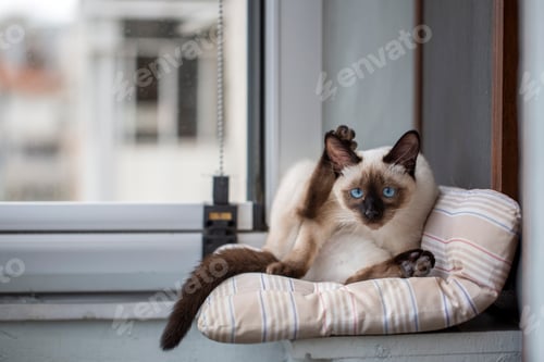 Preview: Cute kitten siamese cat indoor
