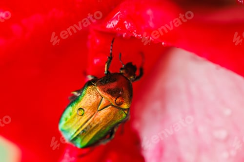 Preview: Beetle with jewel tone shell on fresh red rose blossom