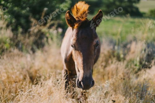 Preview: Horse running and standing in tall grass