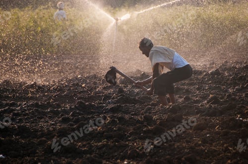 Preview: Young Indian Farmer working In the field in front of sprinklers at sunset