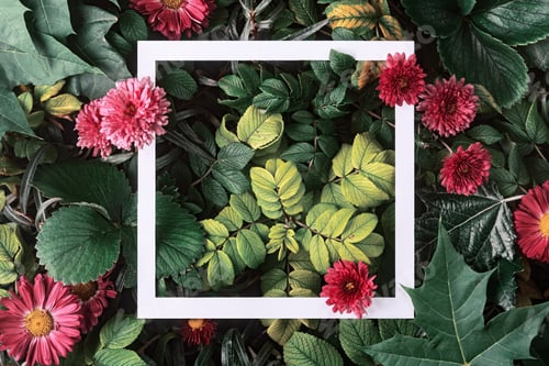 Preview: Autumn composition with vivid green and yellow leaves and bright pink flowers in a white frame