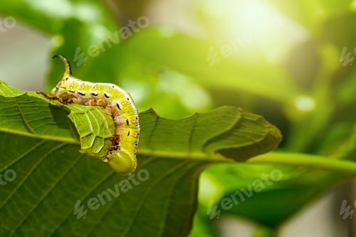 Preview: Caterpillar, Big green worm, Giant green worm on leaf.