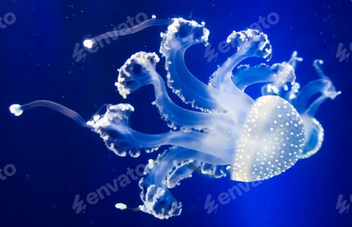 Preview: Underwater paradise. Swimming Jellyfish On Blue Background