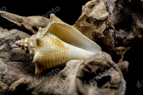 Preview: Strombus pugilis Shell on Driftwood with Black Background