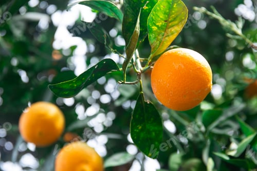 Preview: Sweet oranges