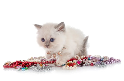Preview: birman kitten in studio