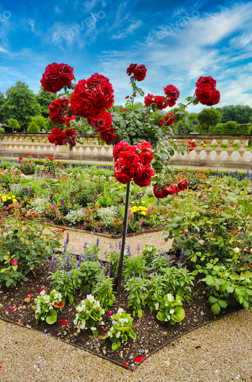 Preview: red roses in the middle of a garden with blue skies