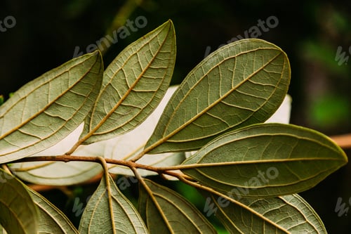 Preview: close-up shot of beautiful green leaves on blurred dark background