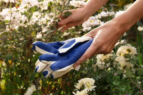 Preview: Woman holding protective gloves near flowers in garden, closeup