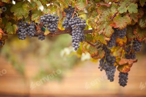 Preview: Lush, Ripe Wine Grapes on the Vine Ready for Harvest.
